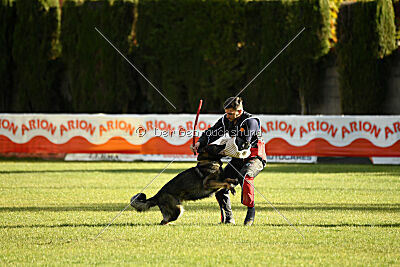 Ary vom Domus Bellus