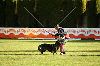 Ary vom Domus Bellus