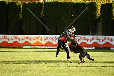 Ary vom Domus Bellus