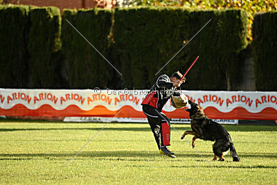 Ary vom Domus Bellus