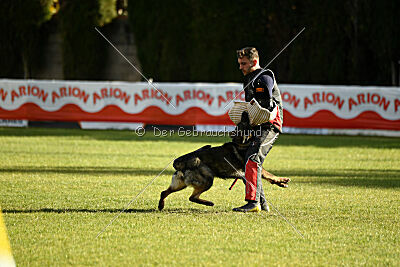 Ary vom Domus Bellus