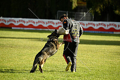 Ary vom Domus Bellus