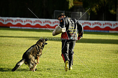 Ary vom Domus Bellus