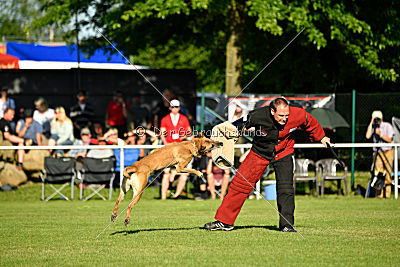 Ashley vom Clan der Wölfe