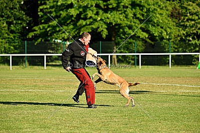 Ashley vom Clan der Wölfe