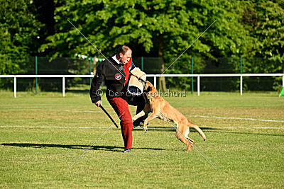 Ashley vom Clan der Wölfe