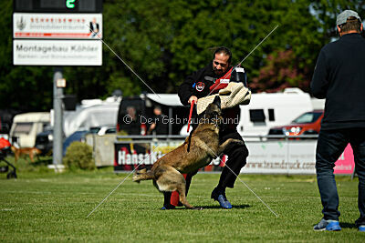 Aslan vom Sudwalder Forst