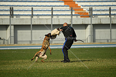 Ator van Hundespiel