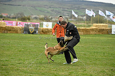 Avonwolf Delta Warrior