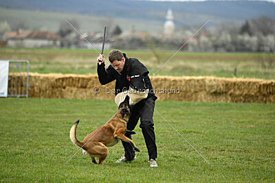 Avonwolf Delta Warrior