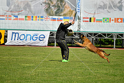 Avonwolf Gunnar