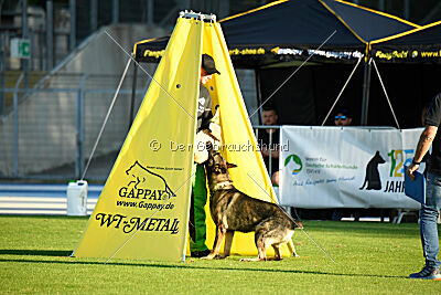 Azeem von der Michelbacher Heide