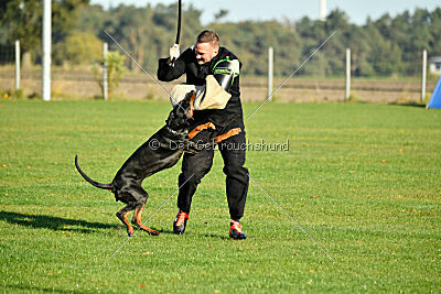 Baghira vom Schildwall