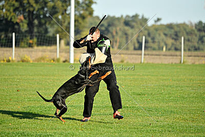 Baghira vom Schildwall