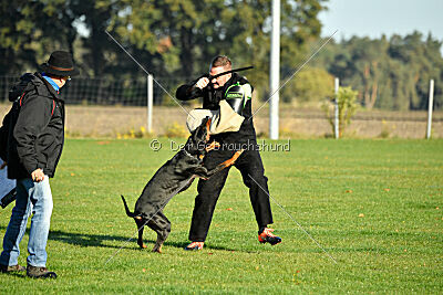 Baghira vom Schildwall