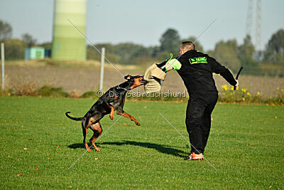 Baghira vom Schildwall