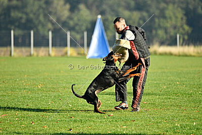 Baghira vom Schildwall