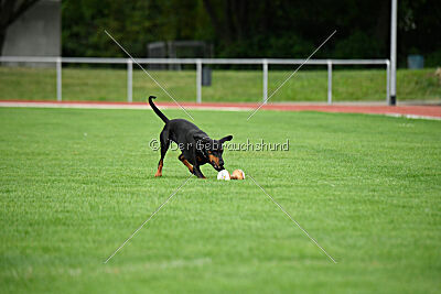 Baghira vom Schildwall