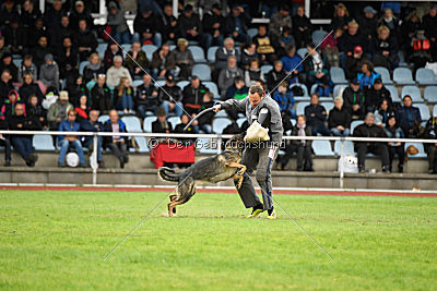 Baghira vom Wolfsstolz