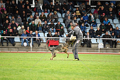 Baghira vom Wolfsstolz