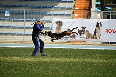 Bak Malinois of Sprajc