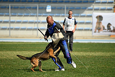 Bak Malinois of Sprajc