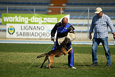 Bak Malinois of Sprajc