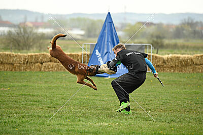 Baku Gods of Hermannstadt