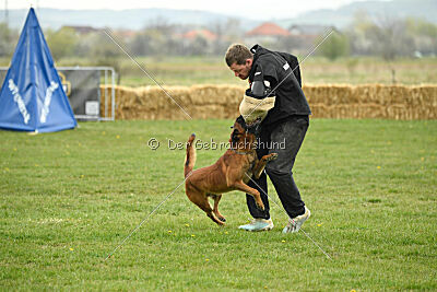 Baku Gods of Hermannstadt