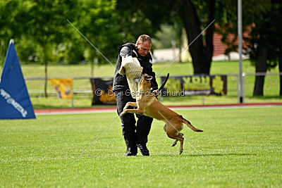 Bambuca von der schwarzen Mamba