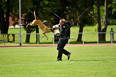 Bambuca von der schwarzen Mamba