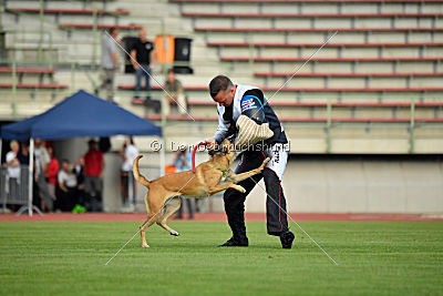 Bambuca von der schwarzen Mamba