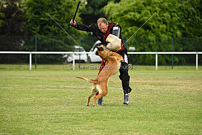 Baya vom Clan der Wölfe