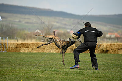 Bear Drive Unlimited