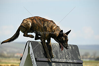 Bear Drive Unlimited