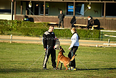 Belgian Tigers Linus
