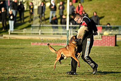 Belgian Tigers Linus
