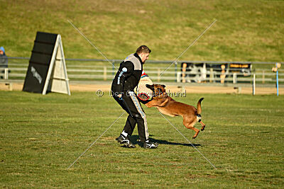 Belgian Tigers Linus