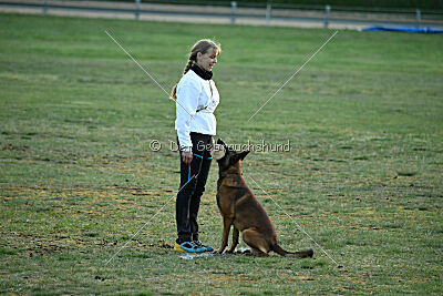 Belgian Tigers Linus