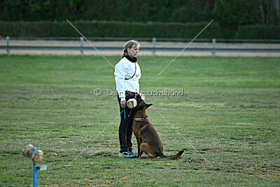 Belgian Tigers Linus
