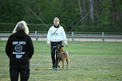 Belgian Tigers Linus