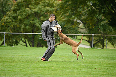 Benga vom Buxtehuder Bullen