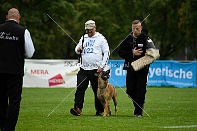 Benga vom Buxtehuder Bullen