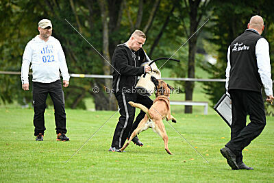 Benga vom Buxtehuder Bullen