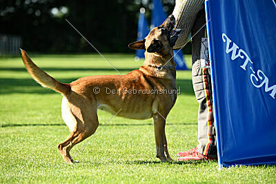 Benga vom Buxtehuder Bullen