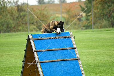 Bexter vom puren Leben