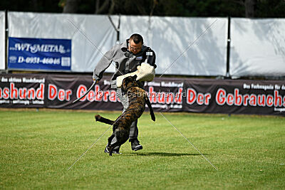 Bico z Kimovy smecky