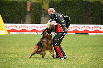 Bijan vom Land des Stolzen Löwen