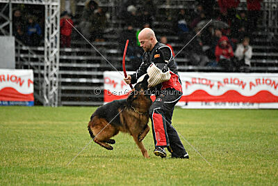 Bijan vom Land des Stolzen Löwen
