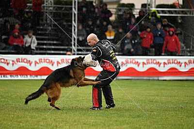 Bijan vom Land des Stolzen Löwen
